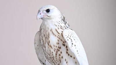 The pure-white Gyrfalcon was the most expensive bird sold in the latest round of auctions at Adihex. Photo: Wam