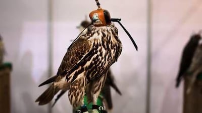 Falcons and falconry experts from around the world, including enthusiasts from Turkmenistan and Japan, will be at Adihex next month. Lee Hoagland / The National