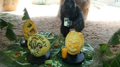 Lady the gorilla sips some milk on her 40th birthday at the Al Ain Zoo in Al Ain. Pawan Singh / The National