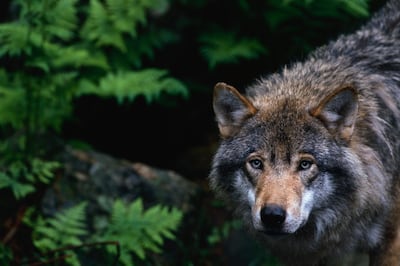 European grey wolf Canis lupus lupus. Getty Images