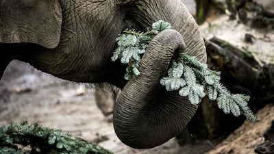 An elephant plays with Christmas trees in Amersfoort Zoo, in Amersfoort, The Netherlands. AFP
