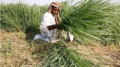 Koshi Krishna (Indian), a farm worker, harvests Buffalo Grass on land set aside on a farm in Khawaneej to grow this water saving feed crop scientifically known as Cenchrus Ciliaris. Febuary 01, Dubai, United Arab Emirates (Photo: Antonie Robertson/The National)