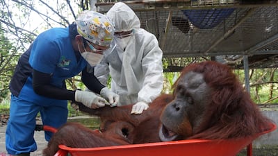 Nenuah, a 9-year-old Bornean Orangutan, receives an antidote to anesthesia from a veterinarian and technician, during a final health check before being transported and released to the Bukit Batikap protection forest, at the Nyaru Menteng Orangutan Rehabilitation Center in Palangka Raya, Central Kalimantan province, Indonesia. Reuters
