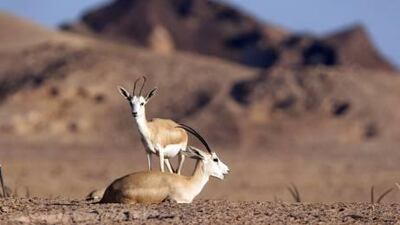 Sand gazelles are among the many species, some endangered or no longer found in the wild, on the Sir Bani Yas Island nature preserve.
