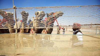 Jordanian Bedouins prepare to race camels using robotic jockeys at the Sheikh Zayed track in the town of al-Disi in the desert of Wadi Rum valley, on November 9, 2019