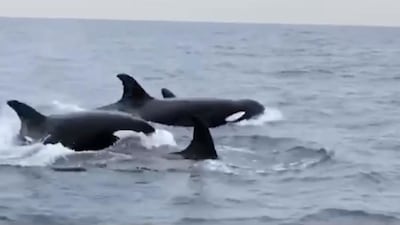 Killer whales spotted off Dubai.