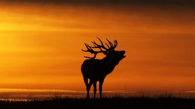 A buck silhouetted at sunset bellows near the village of Gorodilovichi, some 300 kilometres north of Minsk. Sergei Gapon / AFP Photo