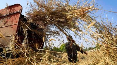 A Syrian farmer harvests wheat in a field near the rebel-controlled town of Hamouria, in the eastern Ghouta region on the outskirts of the capital Damascus. Sameer Al Doumy / AFP