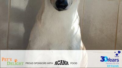 Hercules came to K9 with his sister Meg and we would really like to find them a home together as they are so close! They are both just over two years old, neutered and calm natured. They would make a great addition to any family looking for two loving, gentle dogs. Courtesy K9 Friends Dubai