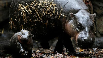 Taronga Zoo’s yet-unnamed pygmy hippo calf, born on February 21, 2017, makes its public debut with mom Kambiri in Sydney, Australia on March 17, 2017. Jason Reed / Reuters