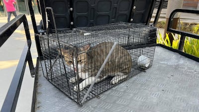 Cat rescuers are concerned that more street animals in Dubai are being picked up and taken away by pest control workers. All photos: Facebook