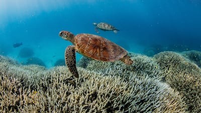 Coral bleaching on the Southern Great Barrer Reef. The latest WWF Living Planet Report shows monitored global wildlife populations falling 73 per cent on average over 50 years. PA