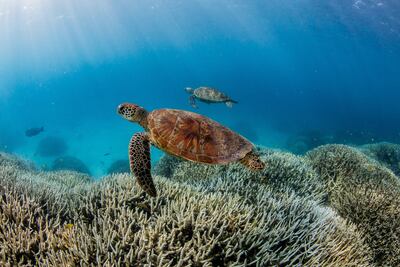Coral bleaching on the Southern Great Barrer Reef. WWF