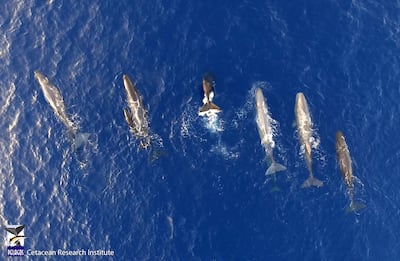 The whales population would also use their original dialect. Photo: Pelagos Institute