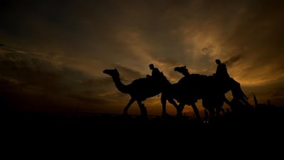 Racing camels and their handlers arrive early morning prior to the start of the Al Marmoom Heritage Festival.