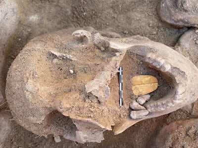 Remains found at the ancient temple of Toposiris Magna. The golden tongue inserted in the mouth is meant to be used by the deceased in the after life. Photo: Kathleen Martinez