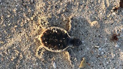 A baby hawksbill turtle makes its way into the sea at Saadiyat beach. Insun Woo/NYUAD
