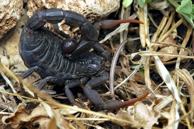 Fat-tailed scorpion. Alamy