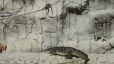 The vervet monkeys have already started teasing a Nile crocodile since being moved to the same enclosure at Al Ain Zoo.