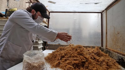 A Syrian farmer prepares chaff for growing oyster mushrooms at Al-Amal farm. Now in their new workshop in the basement of a building in Afrin, near the border with Turkey, they say they produce around 300 kilograms of mushrooms a week for sale in Aleppo and Idlib markets at the rate of $1.35 per kg.