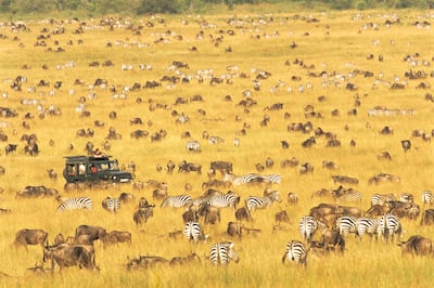 Tourists watch wildebeest and zebras in migration at Masai Mara National Reserve, Kenya. Getty Images