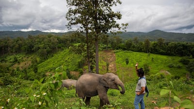 Charlie Putchimthatsanakan, a 23-year-old elephant owner, plays with Ronaaldo, his 1.5 year old baby elephant, on the outskirts of his home village of Mae Sapok in Chiang Mai, Thailand. Getty Images