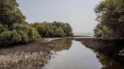 A view of the mangroves along a tributary of the Umm Al Quwain mangroves. Antonie Robertson/The National
