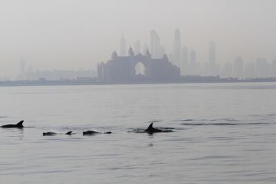 Dolphins swim off the coast of Dubai's Palm Jumeirah. Antonie Robertson / The National