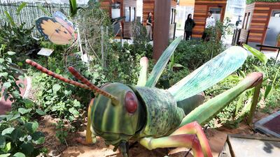 The red-legged grasshopper