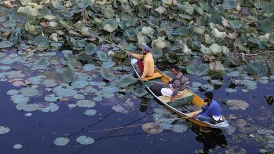 Kashmiris catch fish as they sit on a small boat near a lotus flowers on the waters of Nageen Lake in Srinagar. EPA