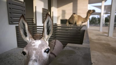 The Animal Barn is a petting zoo that houses camels, donkeys, ponies and goats. Silvia Razgova / The National
