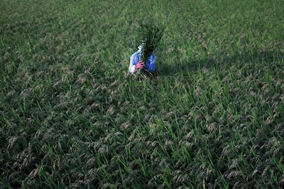 A Japanese woman works in a rice field in Chiba, Japan. AFP