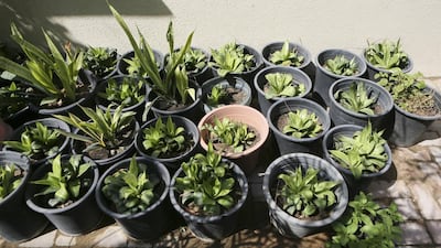 Ensure the containers you're planting in have a drainage system. Sarah Dea / The National