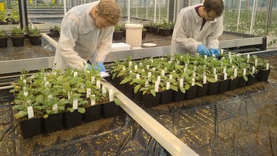 UAE professors plan to set up winter school projects and exchange programmes with colleges in the Netherlands. Photo: Wageningen University & Research / Vincent Koperdraat