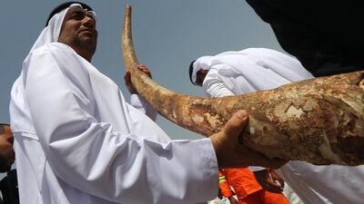 An Emirati official in Dubai holds the tusk of an elephant to be destroyed along with more than 10 tonnes of seized ivory in a symbolic act to help stop the illegal wildlife trade. Marwan Naamani / AFP Photo