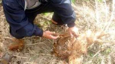 The anti-weevil operation is to boost food security.