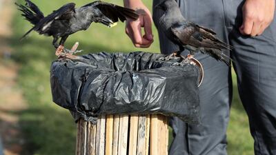Crows drop pieces of small rubbish into bins at Al Ain's Al Hayer Park. Chris Whiteoak / The National