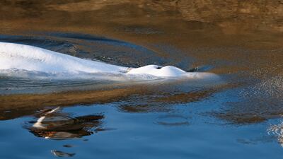 The whale was first spotted on August 2 in the Seine river. EPA