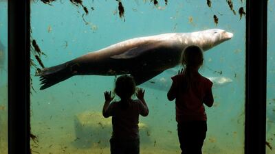 A California sea lion swims in his enclosure at the zoo in Karlsruhe, Germany. EPA