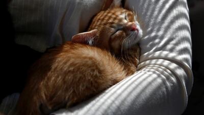 A cat sleeps in the arms of a passenger in a train cat cafe. Kim Kyung-Hoon / Reuters