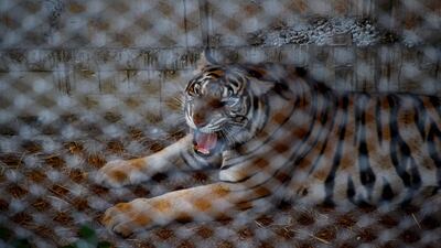 A tiger in an enclosure at the Wat Pha Luang Ta Bua Tiger Temple in Kanchanaburi province, western Thailand. Christophe Archambault / AFP
