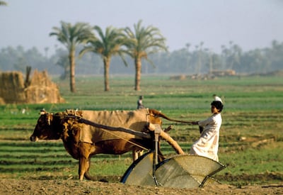 A boy using a cow to operate a well with a water wheel, Nile Valley, Egypt. DeAgostini/Getty Images