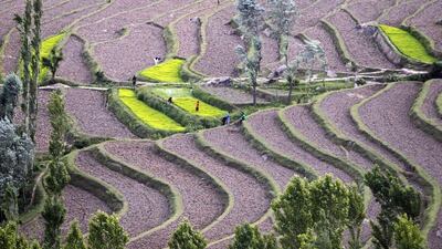 Kashmiri farmers work in paddy fields at Bandipora, north of Srinagar, India. Danish Ismail / Reuters