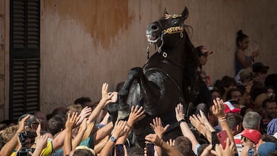 A horse rears in the crowd during the 'Caragol des Born', a mass gathering of horses and people during the traditional Saint John festival in Ciutadella, Minorca. AFP