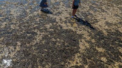 Tourists are seen on the beach at low tide in the Red Sea resort of Sharm El-Sheikh, Egypt. Reuters