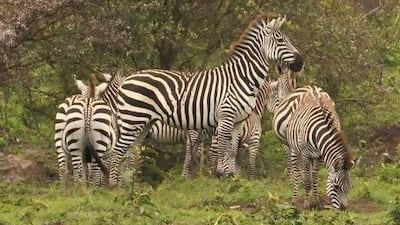 Zebras graze in Arusha, seen as the starting point in Tanzania for many safari-goers and gateway to other big sanctuaries in the north.