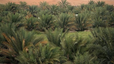 Forests of cultivated date palms are seen along the Al Ain - al Wagan highway. Paolo Rossetti / The National