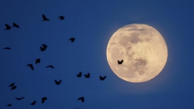 A flock of birds returning to roost passes in front of the pink supermoon, in Arlington, US. REUTERS