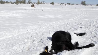 South Dakota ranchers are reeling from the loss of tens of thousands of cattle in last weekend's blizzard. Kristina Barker/AP