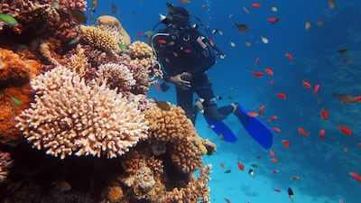 A diver swims in the waters of the Egyptian resort of Sharm el-Sheikh. The UK in October lifted its travel restriction advisory against flying into the popular Red Sea resort town of Sharm El Sheikh, in a boost to Egypt's recovering tourism sector. AFP